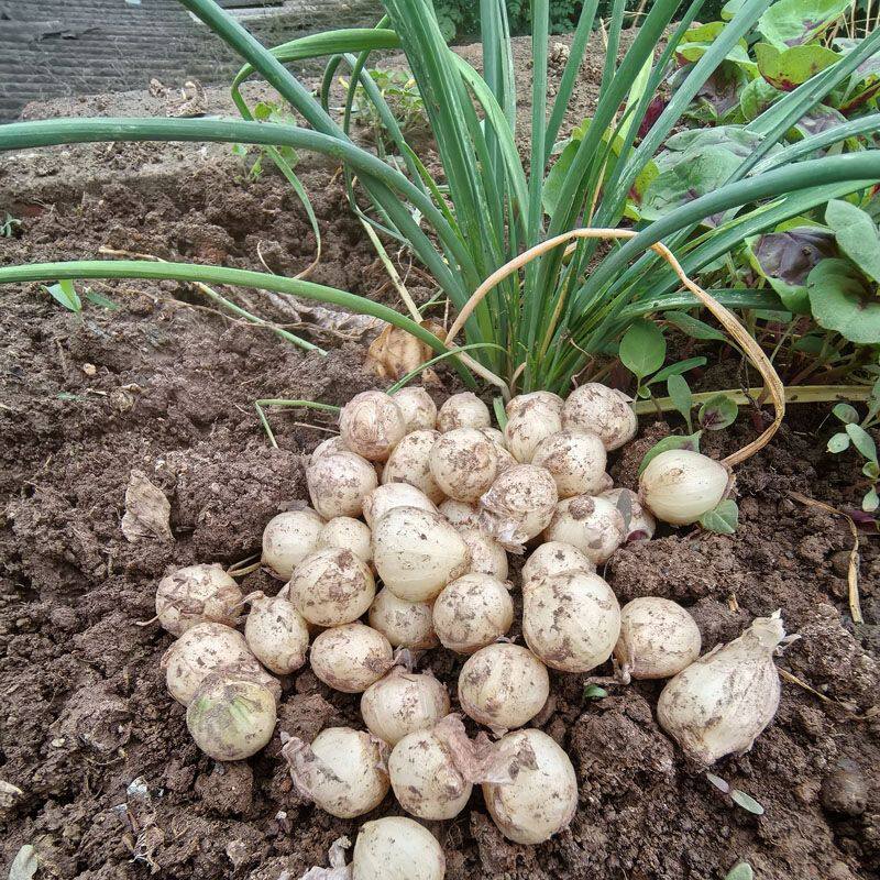 26年新鲜现挖苦藠头野生小蒜头小叫头小团葱头薤白农家茭白包邮