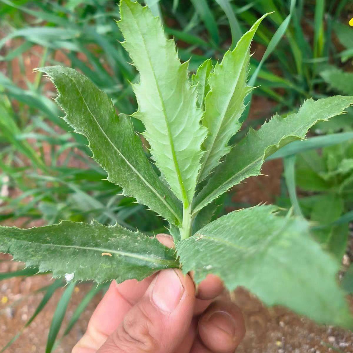 26年野生刺角芽新鲜小蓟苗农家刺儿菜现挖七七菜农家止鼻血草包邮