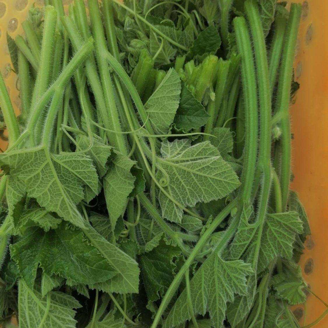 26年新鲜南瓜尖嫩叶现摘窝瓜藤凉拌楠瓜叶农家蒸菜时令蔬菜包邮