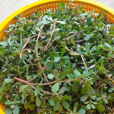 25年新鲜马齿苋现摘麻子菜农家马蜂菜野生蚂蚱菜火锅食材野菜包邮