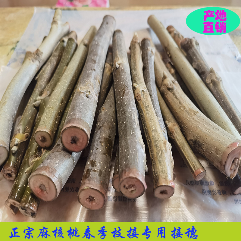 麻核桃枝接接穗码子插皮嫁接