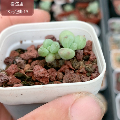 萤火虫奶酪