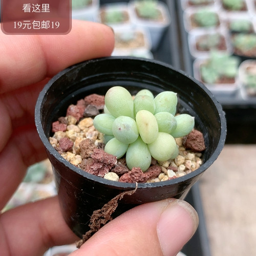 萤火虫奶酪