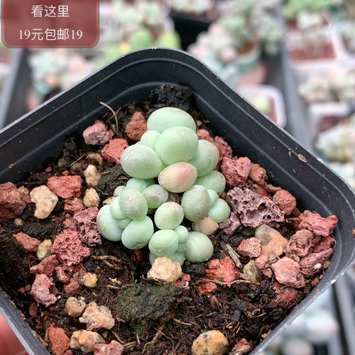 萤火虫奶酪