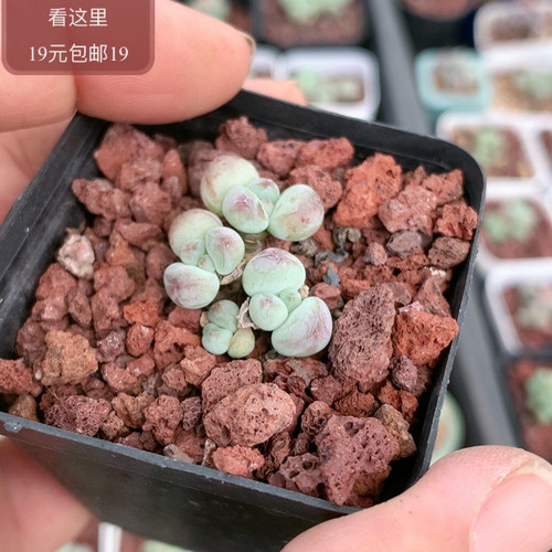 萤火虫奶酪