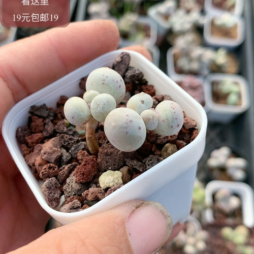 米可奶酪