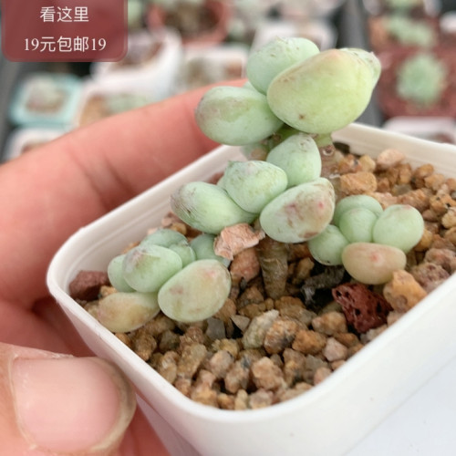 萤火虫奶酪