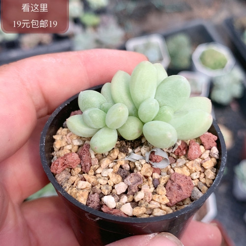 萤火虫奶酪