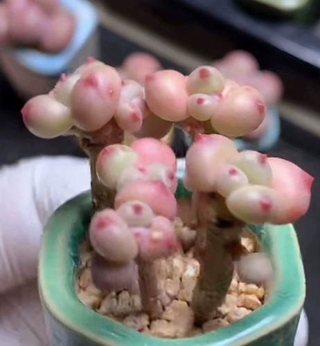 苹果奶酪杂 各种圆滚滚奶酪 多肉植物好养 一物一拍 19元包邮远38