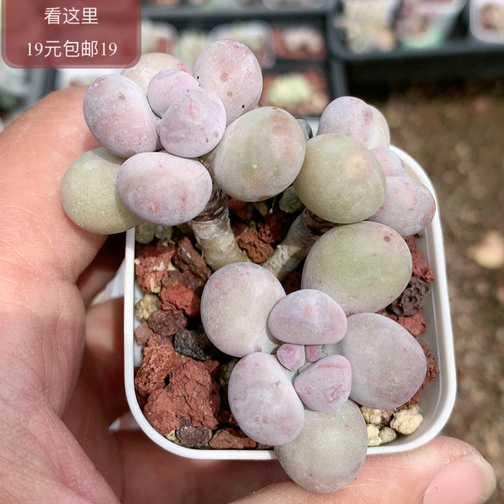 蛋黄奶酪