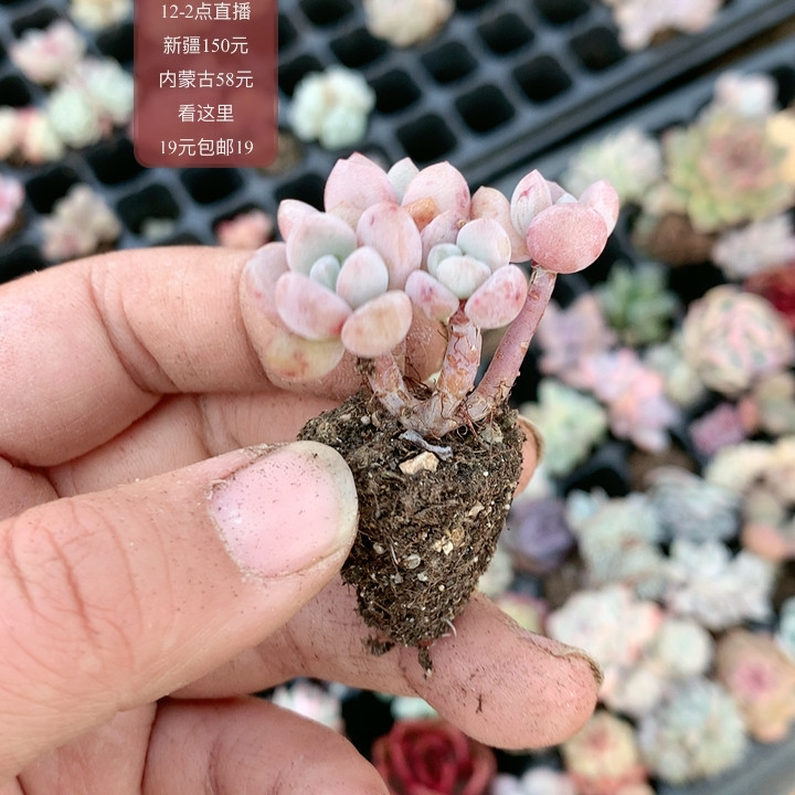 粉斑点,鲜花速递/花卉仿真/绿植园艺,多肉植物,淘宝优惠券,粉丝福利购,淘宝优惠卷