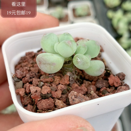 萤火虫奶酪