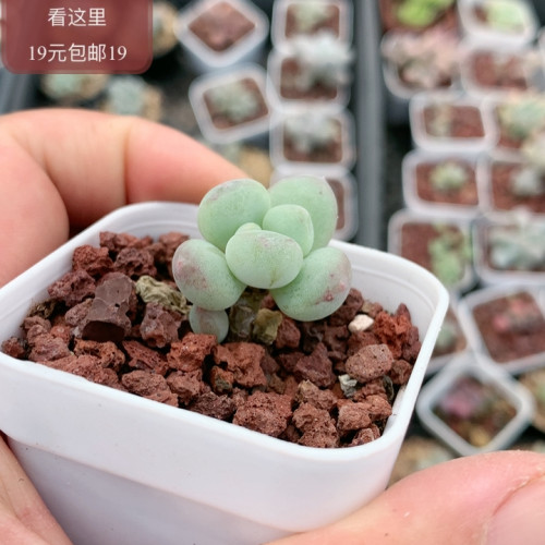 萤火虫奶酪