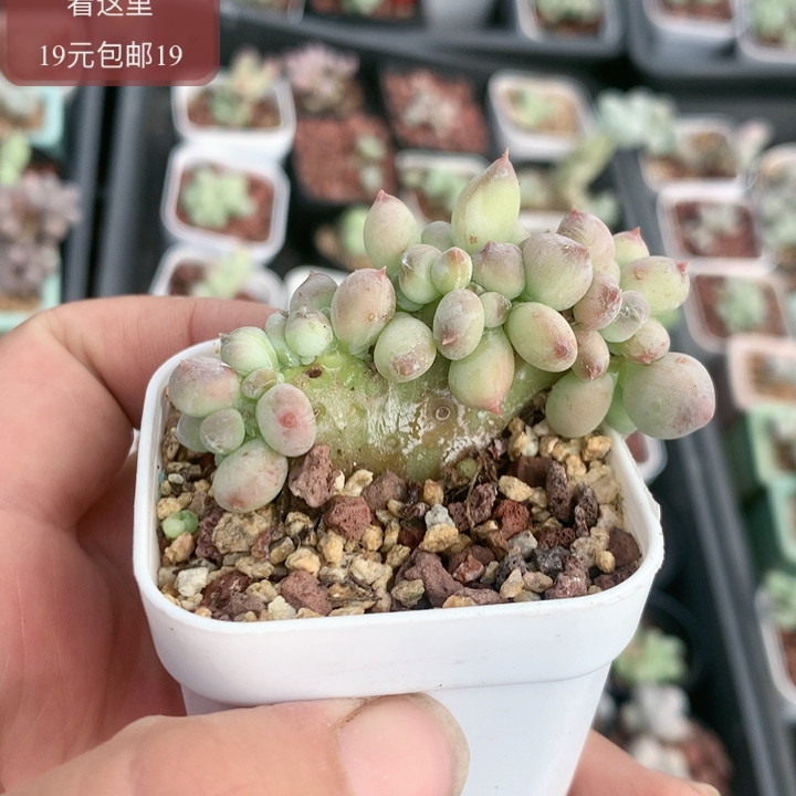 苹果奶酪4代多肉植物