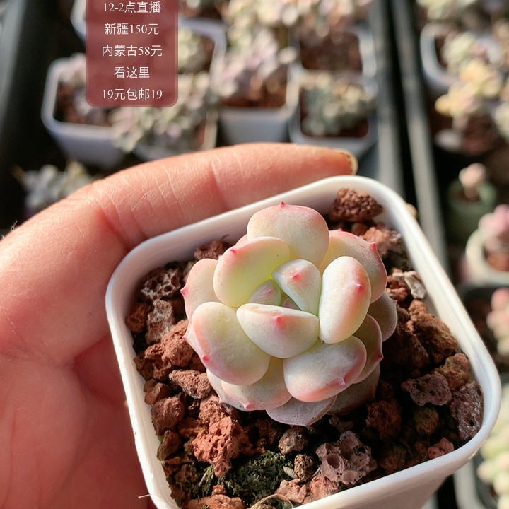 星星橙,鲜花速递/花卉仿真/绿植园艺,多肉植物,淘宝优惠券,粉丝福利购,淘宝优惠卷