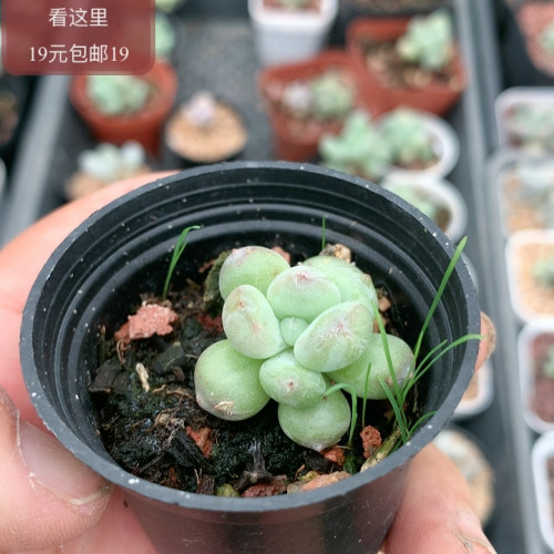 萤火虫奶酪