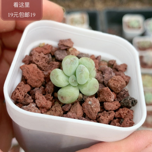 萤火虫奶酪