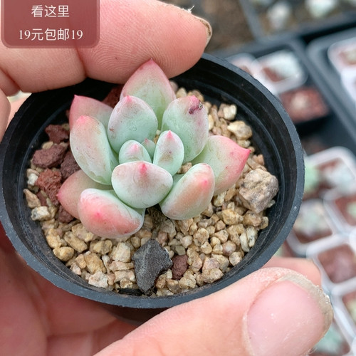 萤火虫奶酪糖化