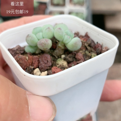 萤火虫奶酪