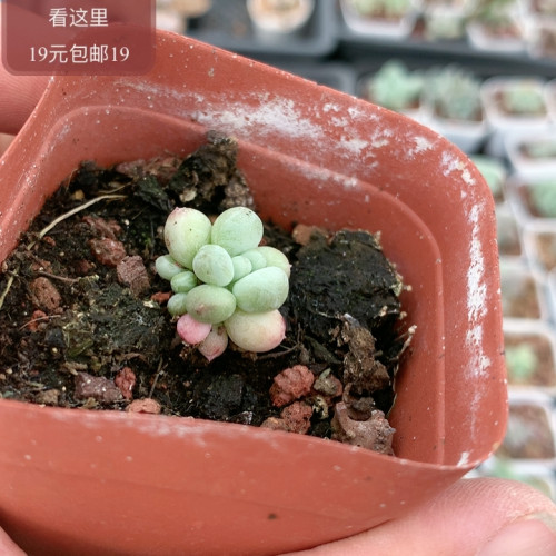 萤火虫奶酪