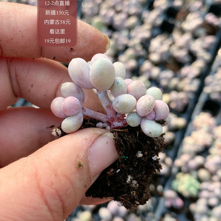 雪妖,鲜花速递/花卉仿真/绿植园艺,多肉植物,淘宝优惠券,粉丝福利购,淘宝优惠卷