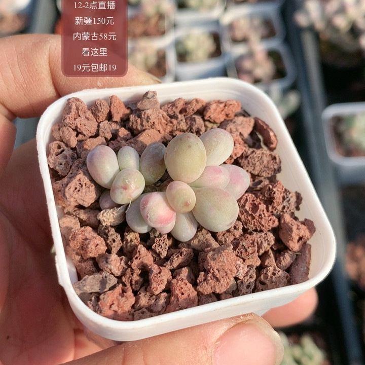 草莓熊,鲜花速递/花卉仿真/绿植园艺,多肉植物,淘宝优惠券,粉丝福利购,淘宝优惠卷