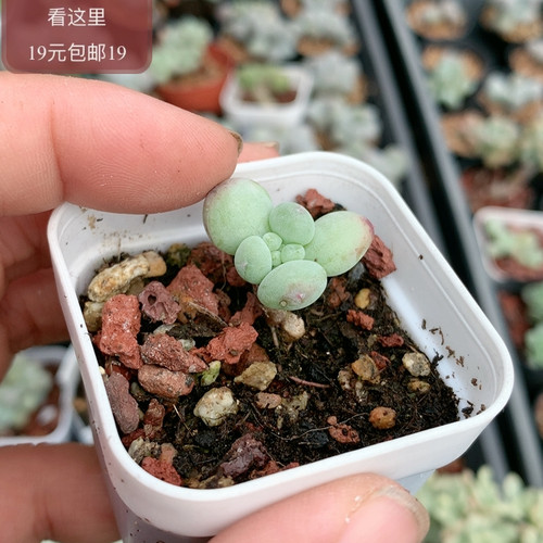萤火虫奶酪