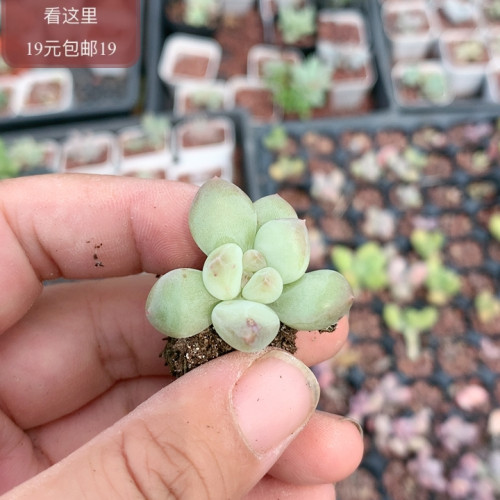 萤火虫奶酪糖化