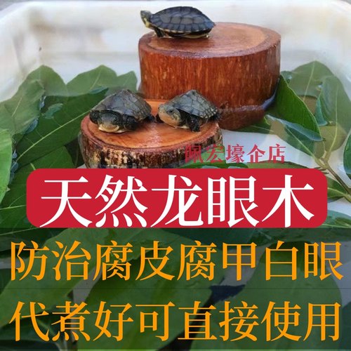 免煮乌龟晒台造景天然造景龙眼木