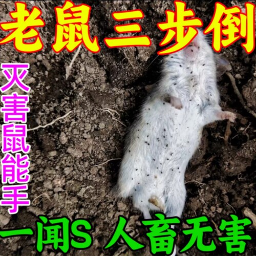 老鼠家用药超强力耗子药神高特药老鼠一锅端室外死效闻就死药