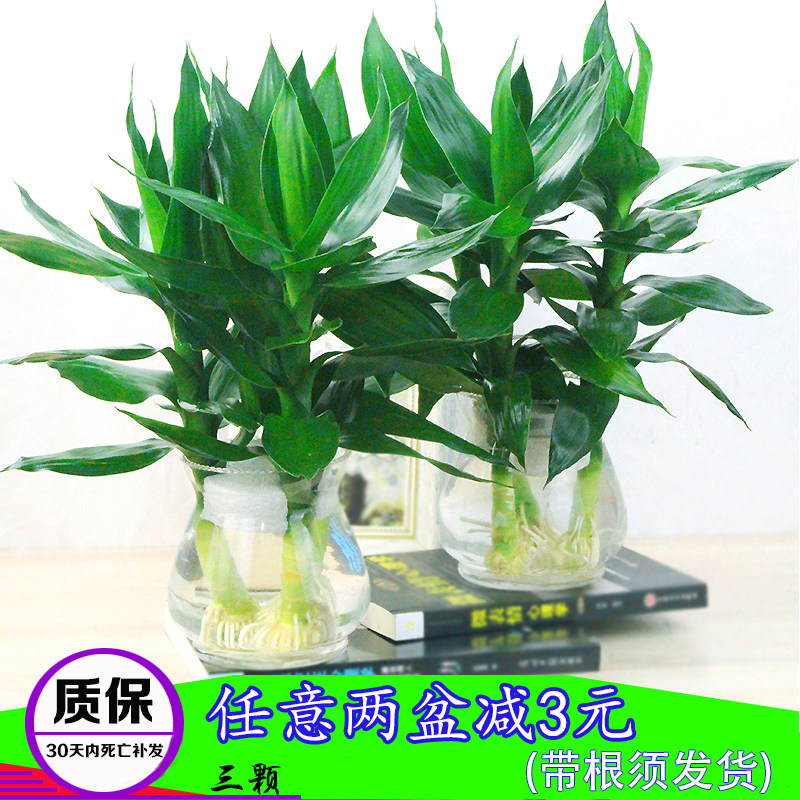 观音竹水培植物富贵竹发财树室内花卉盆栽水养吊兰栀子花带根绿植 倾心花园 淘优券