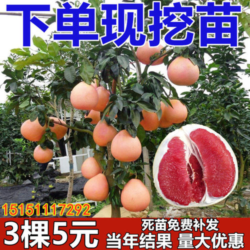 柚子苗盆栽素材模板 柚子苗盆栽图片下载 小麦优选