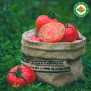 新疆有机西红柿红番茄连续10年有机认证新鲜采摘自然成熟5斤装
