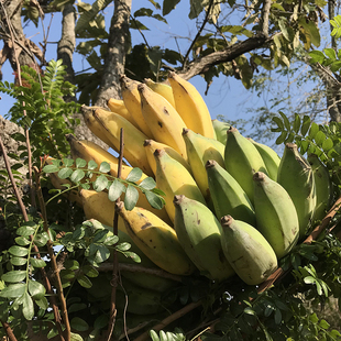 老实芭蕉 云南柠檬君生态种植芭蕉非香蕉不用除草剂甲醛催熟剂5斤