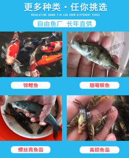 草鱼苗青鱼花鲢鱼苗白鲢鱼苗鲫鱼鳊鱼黄颡鱼鲈鱼活体淡水养殖鱼苗
