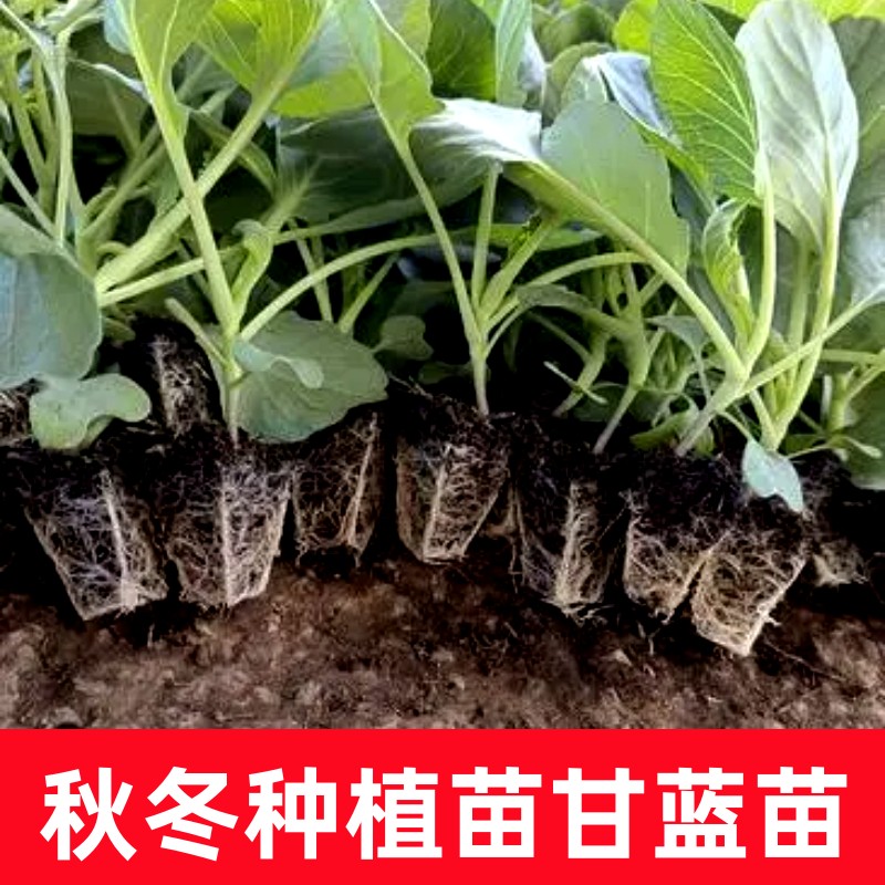 绿甘蓝苗紫甘蓝羽衣牛心包菜花菜西蓝花莴笋秧苗大白菜秋冬蔬菜苗