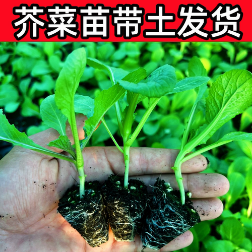 芥菜苗包心甜芥菜秧苗小青菜苗萝卜荷兰豆蚕豆露天栽种高产蔬菜苗