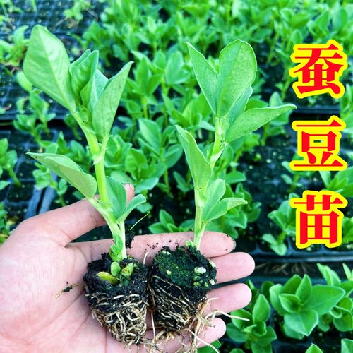青蚕豆苗白蚕豆秧苗荷兰豆水果豌豆苗白萝卜胡萝卜青菜高产蔬菜苗