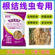 根结线虫专用淡紫紫孢菌枯草芽孢杆菌瓜果蔬菜大棚辣椒根结线虫药