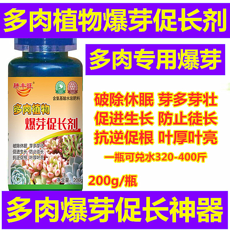 爆芽素多肉植物价格 爆芽素多肉植物图片 星期三 爆芽素多肉植物价格 爆芽素多肉植物图片 星期三