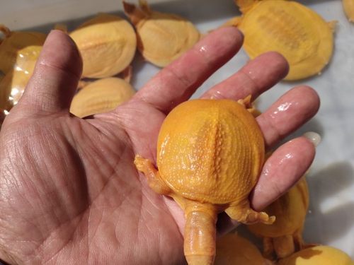 变异黄金甲鱼苗欣赏水鱼深水欣赏甲鱼苗