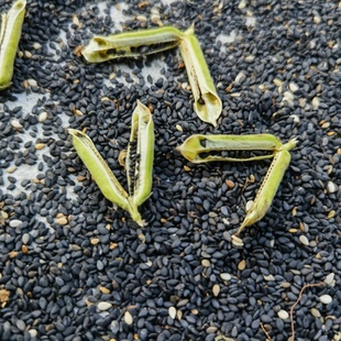 小粒生黑芝麻2025年新货驻马店农家种植无染色无沙免洗散装 包邮
