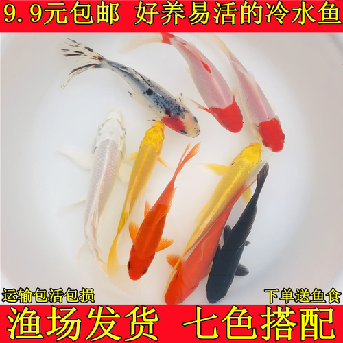 好养冷水草金鱼锦鲤鱼观赏鱼金鱼
