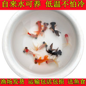 好养冷水小金鱼活体小型鱼小红草练手鱼苗观赏鱼龙睛红锦鲫锦鲤鱼