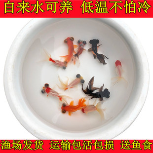 好养冷水小金鱼活体小型鱼小红草练手鱼苗观赏鱼龙睛红锦鲫锦鲤鱼