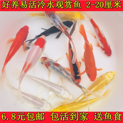 好养易活红草冷水活体鱼小型鱼小金鱼苗耐活观赏新手鱼淡水锦鲤鱼