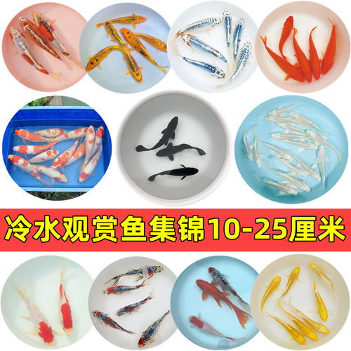 冷水好养易活观赏红白锦鲫金鱼淡
