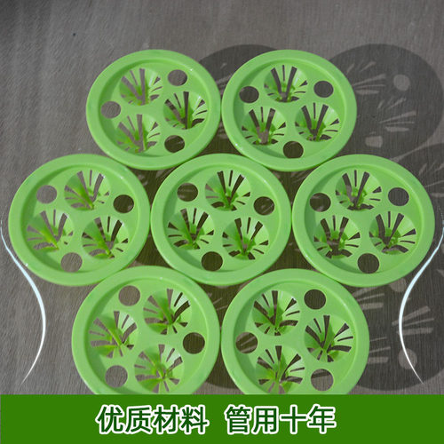 三孔水培花盆定植观音竹