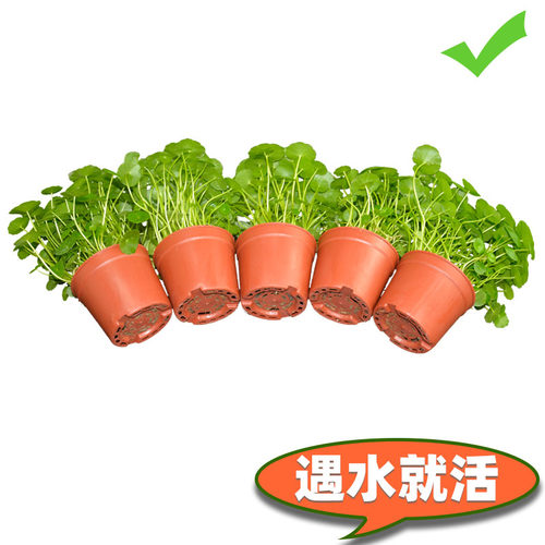 铜钱草家居办公接待净花空气包邮