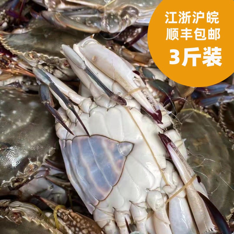 吕四鲜活梭子蟹江浙沪皖顺丰包邮